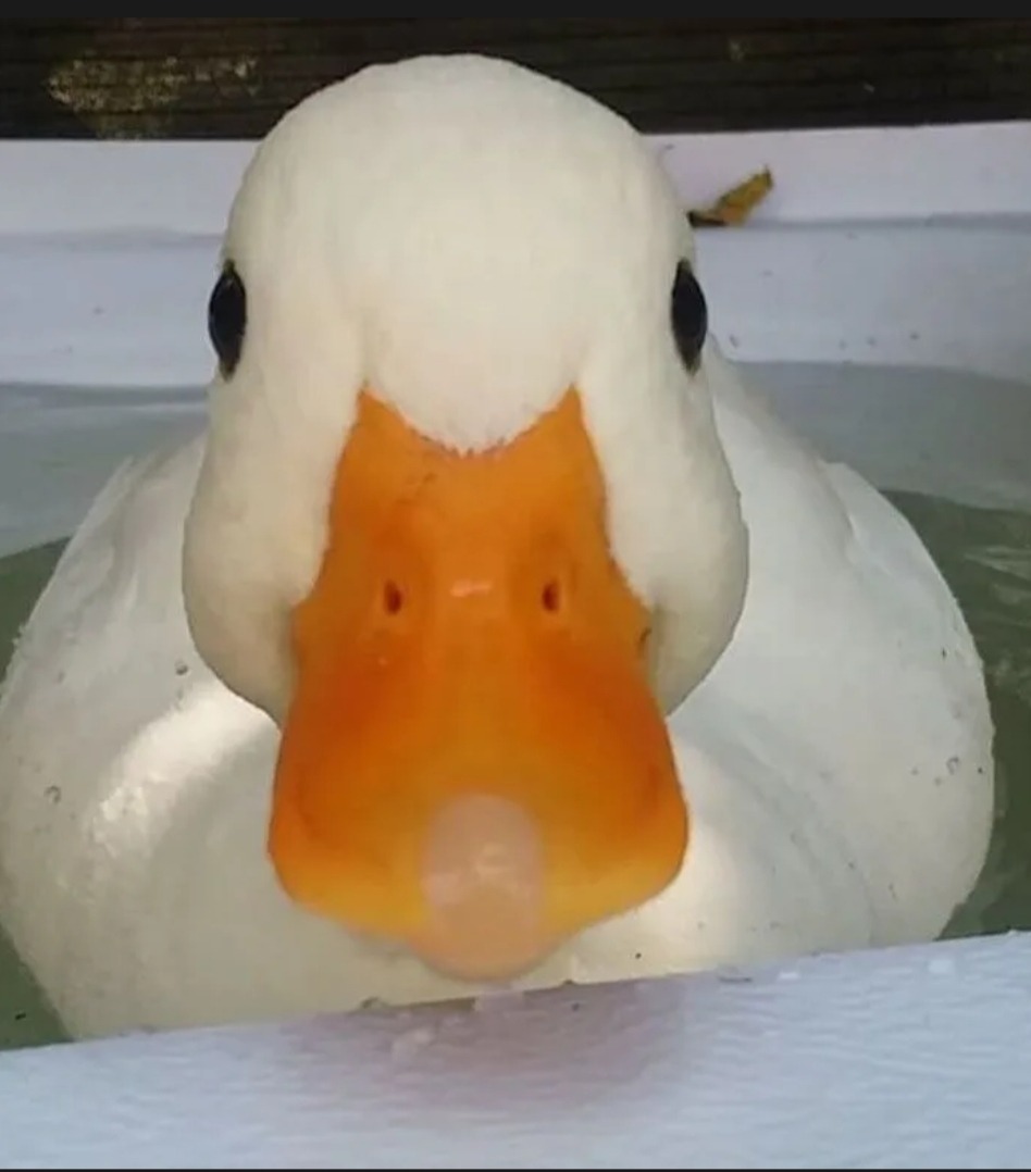 Profil de Colomban, 21 ans, Rencontre Mature à Whistler