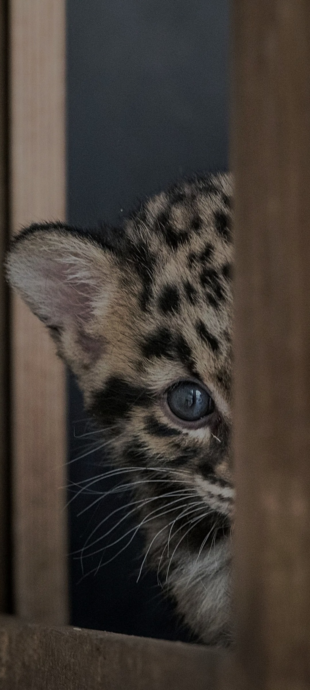 Profil de Alexei, 39 ans, Rencontre Mature à Makwa